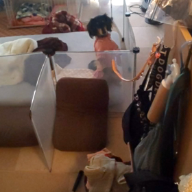 11/11今日のアルカの画像