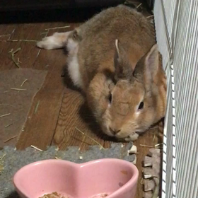 暑くてごろごろの画像