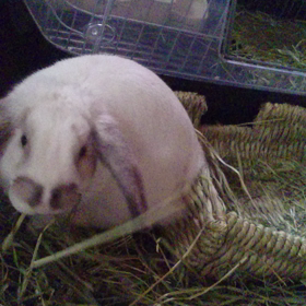 動画とってみた8の画像