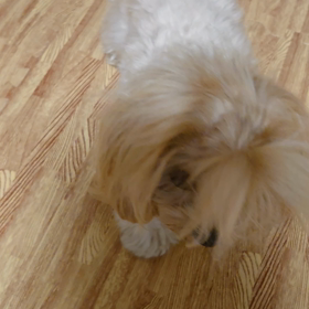 シェリのチャレンジ①の画像