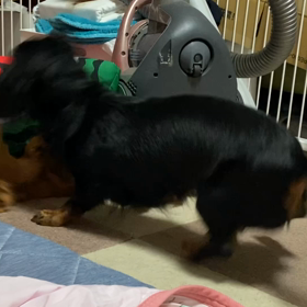 ココアとラテの画像