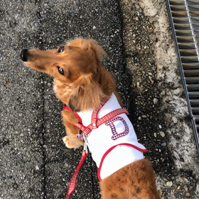 大雨前 朝んぽの画像
