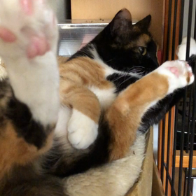 親バカどす(❁´ω`❁)の画像