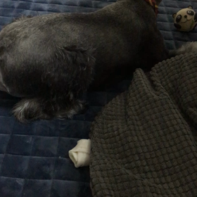 サスケの遊び(о´∀`о)の画像