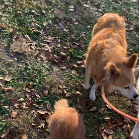 11月30日11わんこと２時間30分遠足　代々木公園の画像