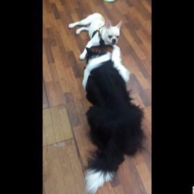 じゃれあいの画像