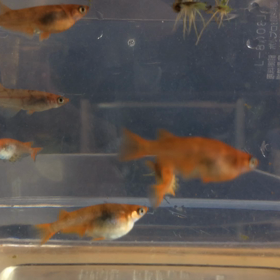 楊貴妃三色錦透明燐メダさん達横見〜(￣ー☆の画像