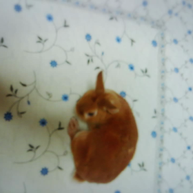 みかんLIVE中継(//∇//)の画像