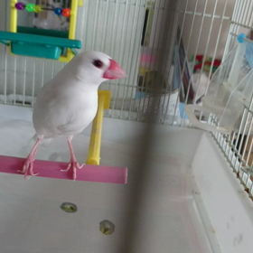 気になるの画像