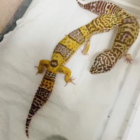 モカちゃんが母のカムを(● ˃̶͈̀ロ˂̶͈́)੭ꠥ⁾⁾の画像