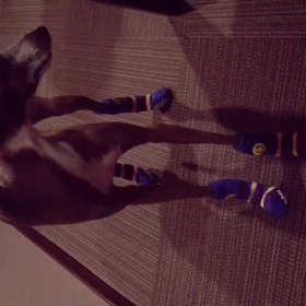 靴下を履かせてみた。の画像