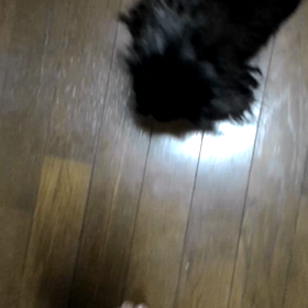 腎臓病と皮下点滴。の画像