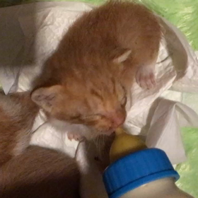 早朝授乳の画像