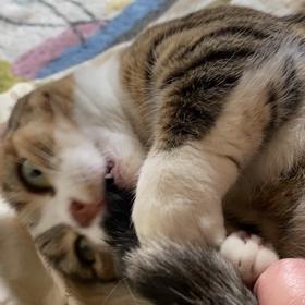 むぎ:家族3年238日めの画像