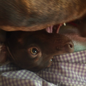 朝から元気だの画像