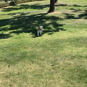 ドッグランの画像