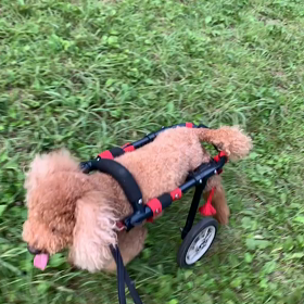 7月8日10わんこと1時間遠足  代々木公園の画像