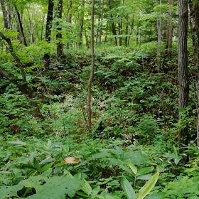 ニングルを想うの画像