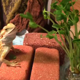 フトアゴヒゲトカゲの画像