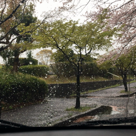 お墓の桜の画像