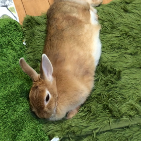 ひこ  ･･･ おちました(。-ω-)zzz. . . (。•ω•) ﾊｯ!の画像