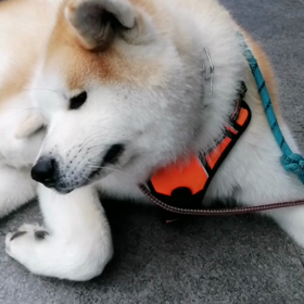 今朝も降りそうで降らなかった雨☔。だから未来丸元気にお散歩‼️と云いたいが？グズリまくった未来の画像
