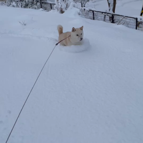 積もったよの画像