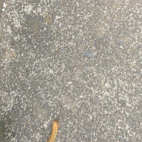 久しぶりにみた！の画像