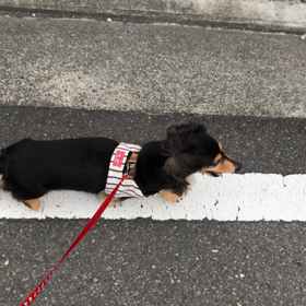 愛犬と昼散歩の画像
