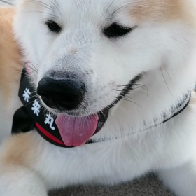 爽やか朝＼(^o^)／未来丸は元気で可愛いです‼️さて今朝はワンちゃんとたくさん出会って、コースの画像