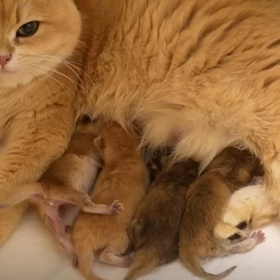 兄弟喧嘩はダメよの画像