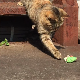 子猫ちゃんの画像