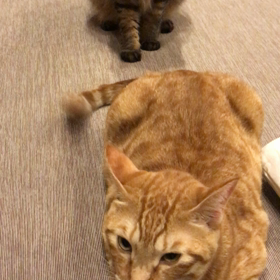 誘ってるのに… 動画✳︎の画像