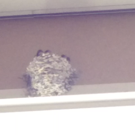 今日はおまわりさんの日の画像