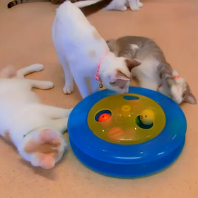 プレイサーキット選手権の画像