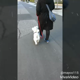 ウエスティー　アイルくん　オーナーズレッスン④-２の画像