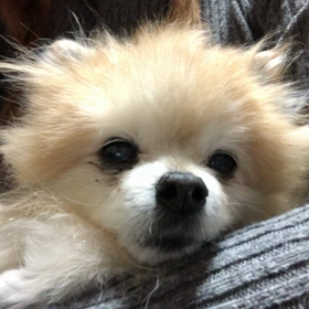 コロ…具合悪くなるの画像