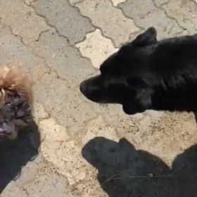 続 黒ラブちゃんの画像