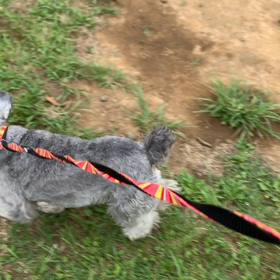 5月31日14わんこと1時間遠足  代々木公園の画像