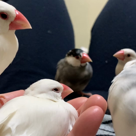 文鳥会議の画像