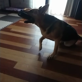 フリーデビューの画像