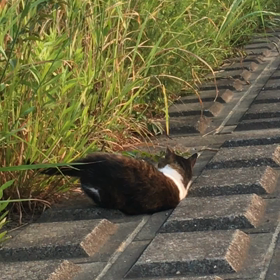 グルーミング(毛繕い)と遊びの違い！の画像