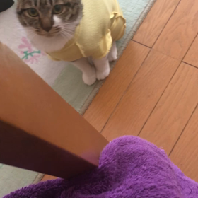 今日のジム活ゴーグル！絶対おかあしゃんの膝を譲れない先住猫。の画像