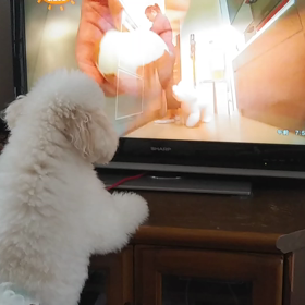 今日のわんこの画像