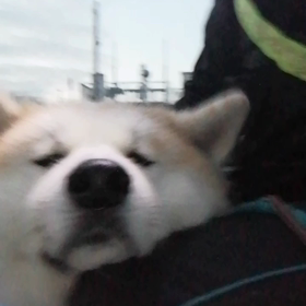 明日はしつけ訓練初日、昨日事前に訓練所を訪問しアドバイスを受ける。「散歩の主導権の明確化」分かっの画像