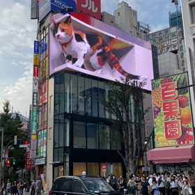 あぶねー！の画像