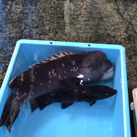 豊浜夕市の様子！貝類に桜鯛！の画像