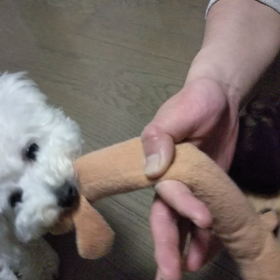 今日のはなちゃん224、モモちゃん180の画像