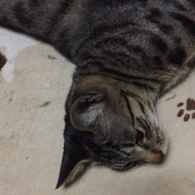 ユキ様とお話の画像