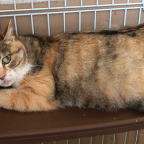 華音ちゃん出産まで間近ですの画像